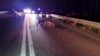 Orso bruno marsicano investito sulla Sora-Avezzano: trovato morto sulla statale